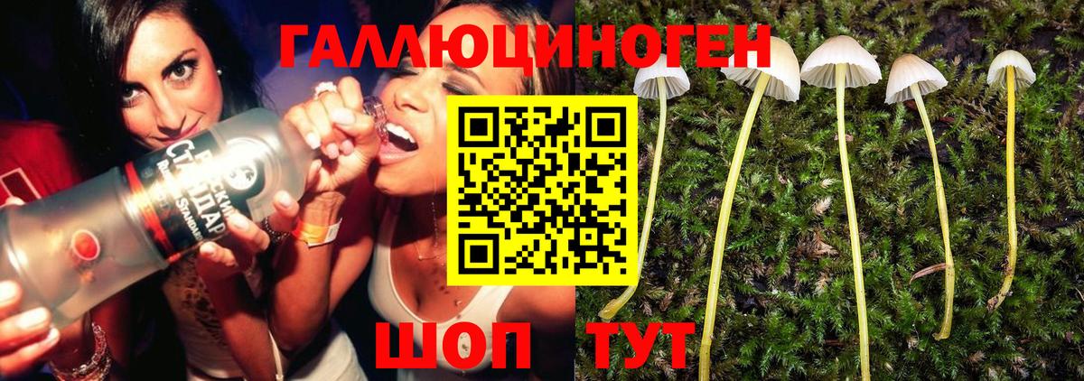 Киселёвск  Псилоцибиновые грибы Psilocybe  Вход с VPN 